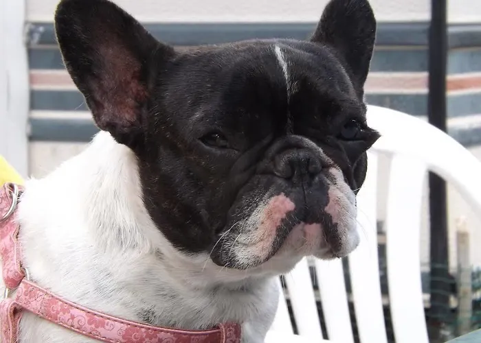 Le Cormier 9 ショレ